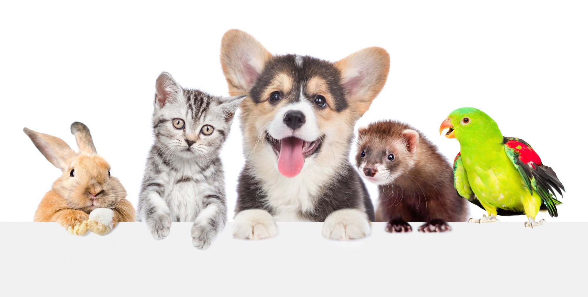 The Pros and Cons of Allowing Pets in Your Rental Property